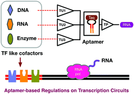 Graphical abstract: Aptamer-based regulation of transcription circuits