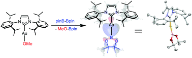 Graphical abstract: Synthesis and reactivity of [Au(NHC)(Bpin)] complexes