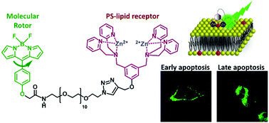 Graphical abstract: A fluorogenic BODIPY molecular rotor as an apoptosis marker