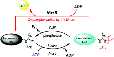 Graphical abstract: Distinct phosphorylation and dephosphorylation dynamics of protein arginine kinases revealed by fluorescent activity probes