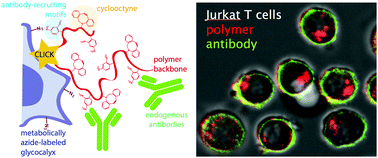 Graphical abstract: Cell surface clicking of antibody-recruiting polymers to metabolically azide-labeled cancer cells