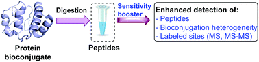 Graphical abstract: Sensitivity booster for mass detection enables unambiguous analysis of peptides, proteins, antibodies, and protein bioconjugates
