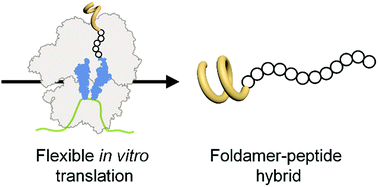 Graphical abstract: Optimizing aromatic oligoamide foldamer side-chains for ribosomal translation initiation