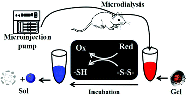 Graphical abstract: DNA-nanohydrogel self-assembled gold nanoparticles: co-profiling of multiple small molecule reductants in rat brain