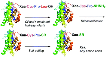 Graphical abstract: Traceless synthesis of protein thioesters using enzyme-mediated hydrazinolysis and subsequent self-editing of the cysteinyl prolyl sequence
