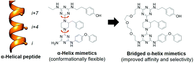 Graphical abstract: Bridged α-helix mimetic small molecules