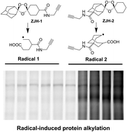 Graphical abstract: Activity-based protein profiling reveals that secondary-carbon-centered radicals of synthetic 1,2,4-trioxolanes are predominately responsible for modification of protein targets in malaria parasites