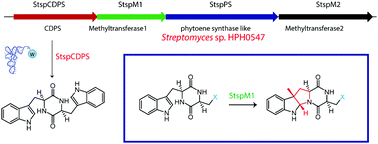 Graphical abstract: Pyrroloindoline cyclization in tryptophan-containing cyclodipeptides mediated by an unprecedented indole C3 methyltransferase from Streptomyces sp. HPH0547