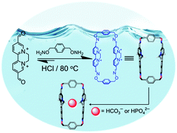 Graphical abstract: A diquat-containing macrocyclic anion acceptor in pure water