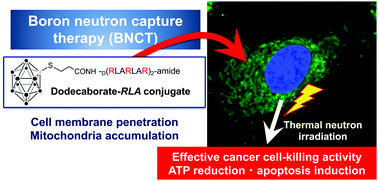 Graphical abstract: Intracellular target delivery of cell-penetrating peptide-conjugated dodecaborate for boron neutron capture therapy (BNCT)