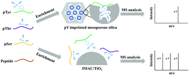 Graphical abstract: Epitope-imprinted mesoporous silica nanoparticles for specific recognition of tyrosine phosphorylation