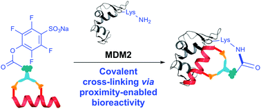 Graphical abstract: Targeted covalent inhibitors of MDM2 using electrophile-bearing stapled peptides