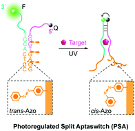 Graphical abstract: A photoregulated split aptaswitch for small molecules with improved sensitivity