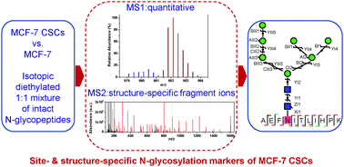 Graphical abstract: Site- and structure-specific characterization of N-glycoprotein markers of MCF-7 cancer stem cells using isotopic-labelling quantitative N-glycoproteomics