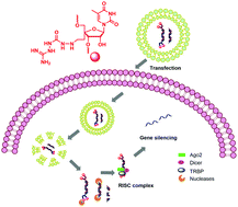 Graphical abstract: 4′-Guanidinium-modified siRNA: a molecular tool to control RNAi activity through RISC priming and selective antisense strand loading