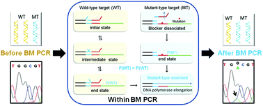 Graphical abstract: Branch migration based selective PCR for DNA mutation enrichment and detection