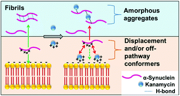 Graphical abstract: An aminoglycoside antibiotic inhibits both lipid-induced and solution-phase fibrillation of α-synuclein in vitro