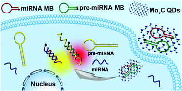 Graphical abstract: Accurate detection of intracellular microRNAs using functional Mo2C quantum dots nanoprobe