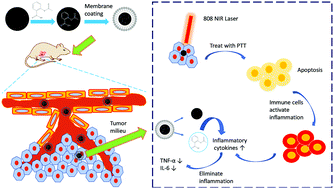 Graphical abstract: An anti-inflammatory nanoagent for tumor-targeted photothermal therapy