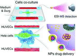 Graphical abstract: A tumor microenvironment model coupled with a mass spectrometry system to probe the metabolism of drug-loaded nanoparticles