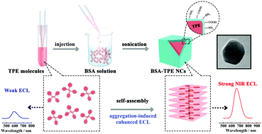 Graphical abstract: BSA stabilized tetraphenylethylene nanocrystals as aggregation-induced enhanced electrochemiluminescence emitters for ultrasensitive microRNA assay