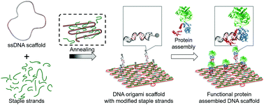 Graphical abstract: Protein adaptors assemble functional proteins on DNA scaffolds