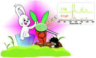 Graphical abstract: A chiral signal-amplified sensor for enantioselective discrimination of amino acids based on charge transfer-induced SERS
