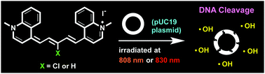 Graphical abstract: Single photon DNA photocleavage at 830 nm by quinoline dicarbocyanine dyes