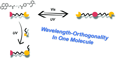 Graphical abstract: Fully independent photochemical reactivity in one molecule