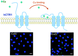Graphical abstract: Cuprous binding promotes interaction of copper transport protein hCTR1 with cell membranes