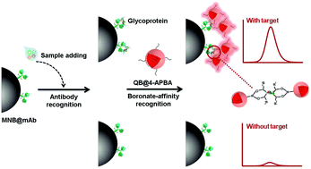 Graphical abstract: Integrated magneto-fluorescence nanobeads for ultrasensitive glycoprotein detection using antibody coupled boronate-affinity recognition