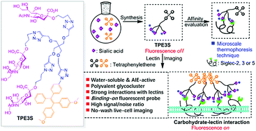 Graphical abstract: A water-soluble AIE-active polyvalent glycocluster: design, synthesis and studies on carbohydrate–lectin interactions for visualization of Siglec distributions in living cell membranes