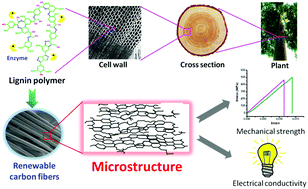 Graphical abstract: Microstructure defines the electroconductive and mechanical performance of plant-derived renewable carbon fiber