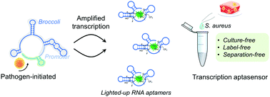 Graphical abstract: A transcription aptasensor: amplified, label-free and culture-independent detection of foodborne pathogens via light-up RNA aptamers