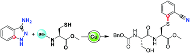 Graphical abstract: Facile synthesis of 1,2-thiobenzonitriles via Cu-catalyzed denitrogenative radical coupling reaction