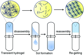 Graphical abstract: Gel to gel transitions by dynamic self-assembly