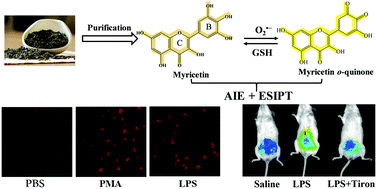 Graphical abstract: Novel natural myricetin with AIE and ESIPT characteristics for selective detection and imaging of superoxide anions in vitro and in vivo