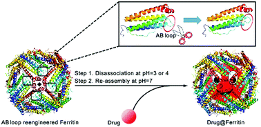 Graphical abstract: AB loop engineered ferritin nanocages for drug loading under benign experimental conditions