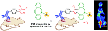Graphical abstract: New fluorine-18 pretargeting PET imaging by bioorthogonal chlorosydnone–cycloalkyne click reaction