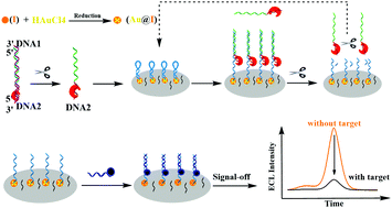Graphical abstract: Ultrasensitive detection of transcription factors with a highly-efficient diaminoterephthalate fluorophore via an electrogenerated chemiluminescence strategy