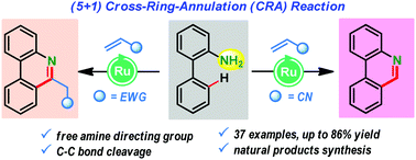 Graphical abstract: A ruthenium-catalyzed free amine directed (5+1) annulation of anilines with olefins: diverse synthesis of phenanthridine derivatives