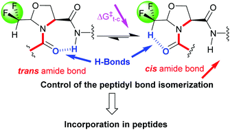 Graphical abstract: CF2H as a hydrogen bond donor group for the fine tuning of peptide bond geometry with difluoromethylated pseudoprolines