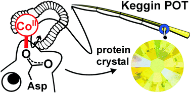 Graphical abstract: Transition metal-substituted Keggin polyoxotungstates enabling covalent attachment to proteinase K upon co-crystallization