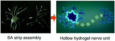 Graphical abstract: Experimental insight into the evolutionary mechanism of solid-to-hollow hydrogel