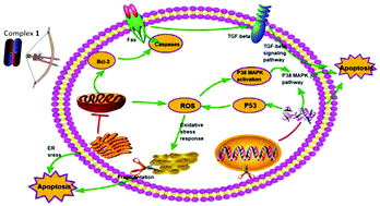Graphical abstract: Chemical biology suggests pleiotropic effects for a novel hexanuclear copper(ii) complex inducing apoptosis in hepatocellular carcinoma cells