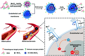 Graphical abstract: Reductively dissociable biomimetic nanoparticles for control of integrin-coupled inflammatory signaling to retard atherogenesis