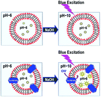 Graphical abstract: Ion transportation by Prussian blue nanoparticles embedded in a giant liposome