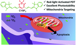 Graphical abstract: A cyanine-derivative photosensitizer with enhanced photostability for mitochondria-targeted photodynamic therapy