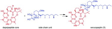 Graphical abstract: Total synthesis of verucopeptin, an inhibitor of hypoxia-inducible factor 1 (HIF-1)