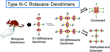 Graphical abstract: Type III-C rotaxane dendrimers: synthesis, dual size modulation and in vivo evaluation
